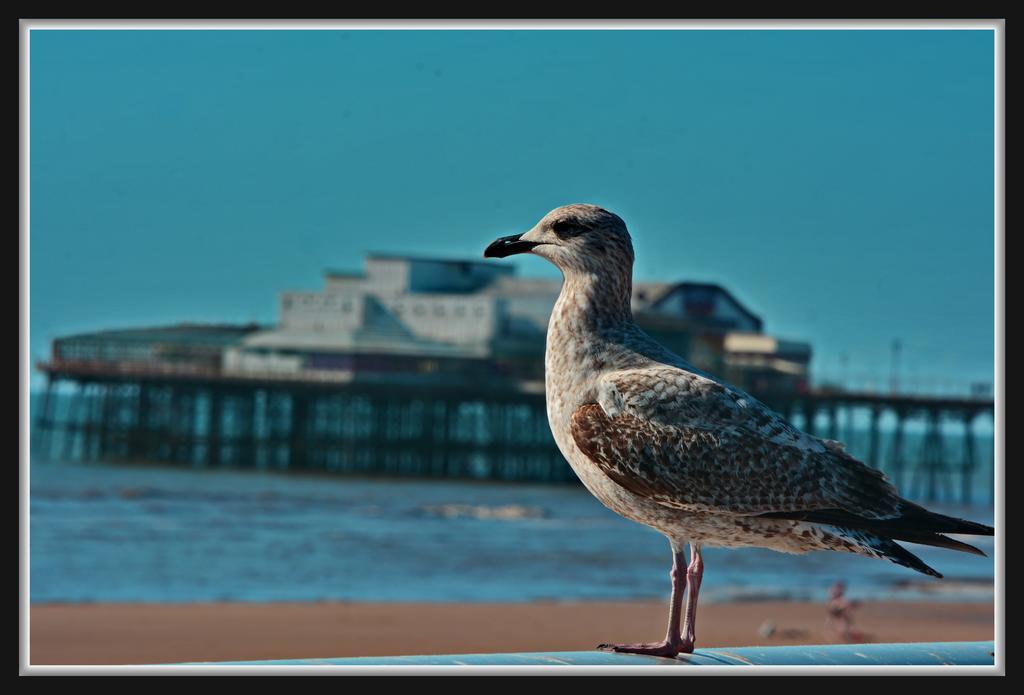 Shazron Hotel Blackpool Eksteriør billede